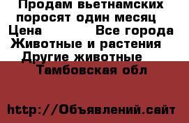 Продам вьетнамских поросят,один месяц › Цена ­ 3 000 - Все города Животные и растения » Другие животные   . Тамбовская обл.